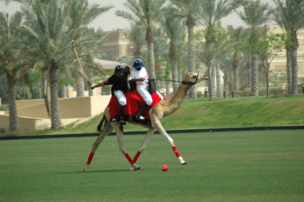 Camel Polo in Dubai