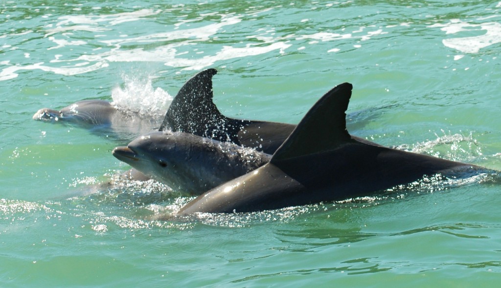 Dolphin Family with Baby