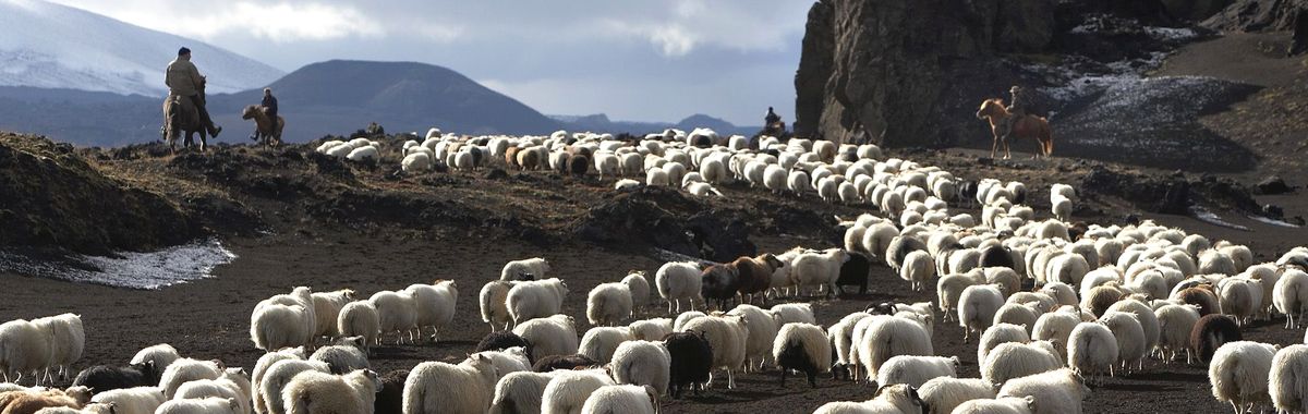 Volunteers and farmers driving sheep from the mountains in autumn.