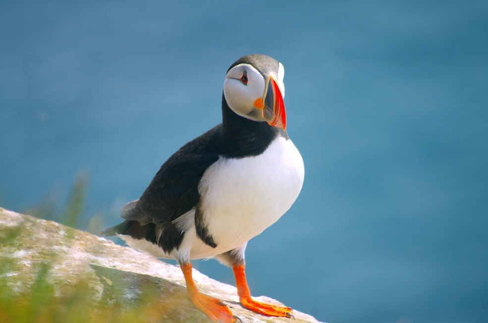 Nature's top model: a Puffin.