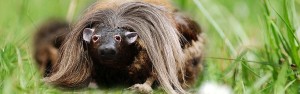 The Wild Haggis: Fact or fiction?