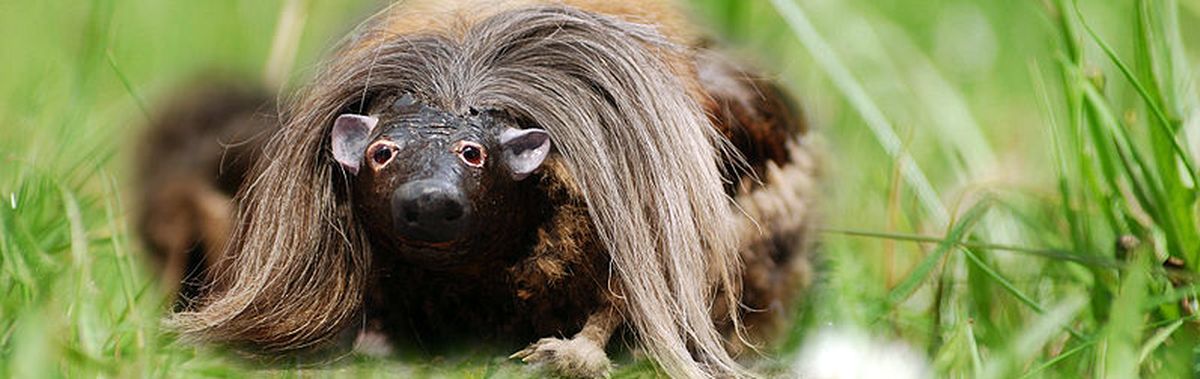 Haggis Animal