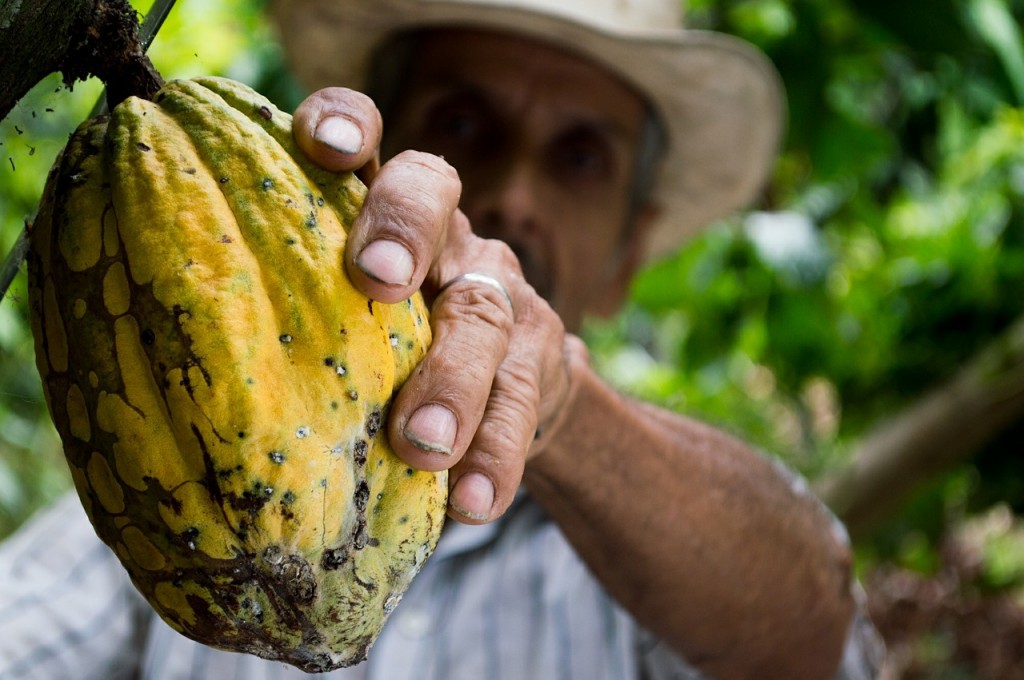 This Columbian farmers holds up the source for solid and drinking chocolate. One coacoa pod contains between 20 and 50 seeds = coacoa beans.         They are left to ferment, are dried and then stored.