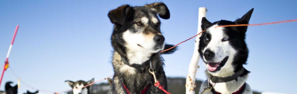 Arctic Circle: Sled dogs are part of the experience. Photo credit: Martin Smedsen.