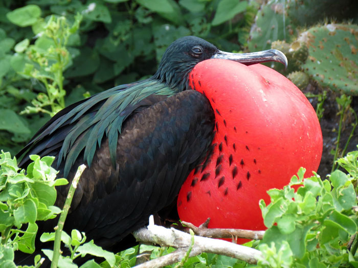 Greater Frigate Bird. Photo by Charles J. Sharp (Own work) [CC BY-SA 3.0 (http://creativecommons.org/licenses/by-sa/3.0)], via Wikimedia Commons