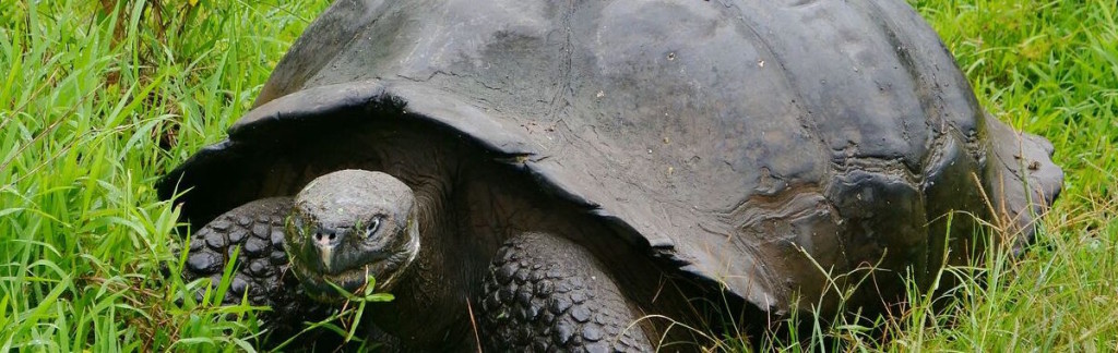A turtle in Galapagos.Photo: Finch-Bay Hotel.