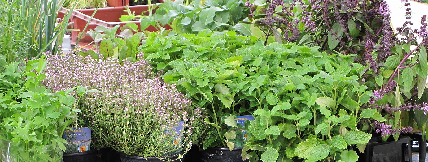 Herbs are a vital ingredient for any cuisine.