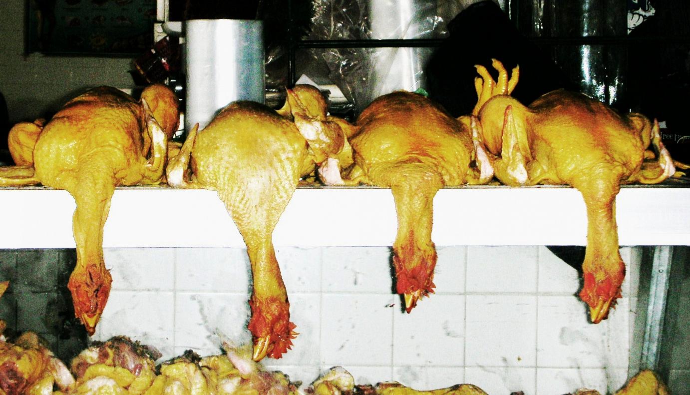 Slaughtered chickens hung over a rail