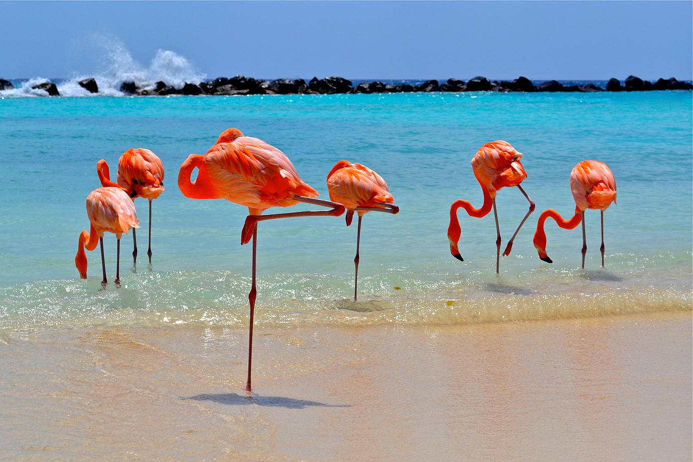 Flamingoes on the Beach - Copia