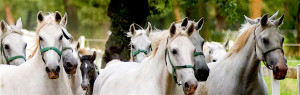 The white Horses of Lipica