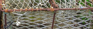 Rusty wire cage. Are we caged in our personality?