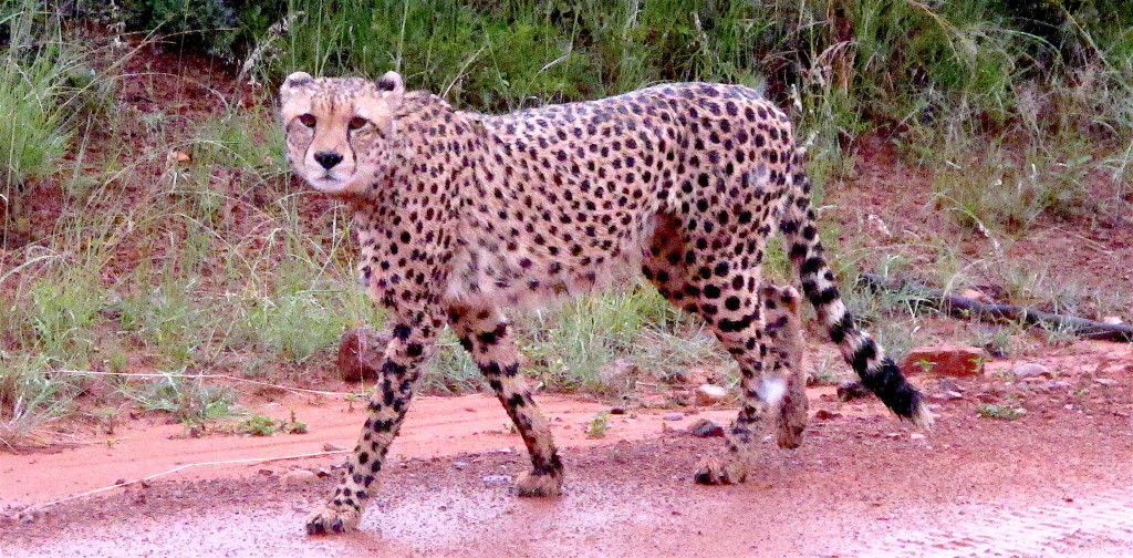 Cheetah - South Africa. Copyright Christina Feyerke_2020